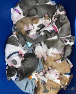 Photo №3. Pitbull Terrier Puppies for Sale. United States