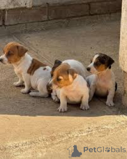 Photo №1. jack russell terrier - for sale in the city of Milan | 723$ | Announcement № 165791