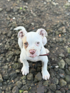 Photo №4. I will sell american pit bull terrier in the city of Charleroi. breeder - price - 330$