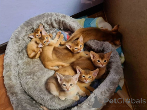 Photo №1. abyssinian cat - for sale in the city of Überlingen | 329$ | Announcement № 151864