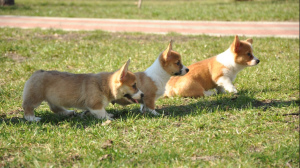 Photo №2 to announcement № 1856 for the sale of welsh corgi - buy in Ukraine private announcement, from nursery, breeder