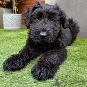 Photo №3. Schnauzer puppies for sale. Netherlands