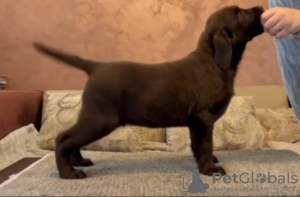 Photo №2 to announcement № 131127 for the sale of labrador retriever - buy in Serbia 