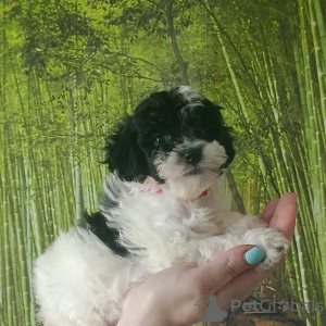 Additional photos: Harlequin poodle puppies