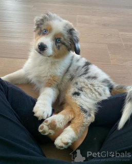 Photo №1. australian shepherd - for sale in the city of Bucharest | negotiated | Announcement № 94670