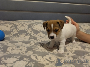 Photo №2 to announcement № 25914 for the sale of jack russell terrier - buy in Belarus breeder
