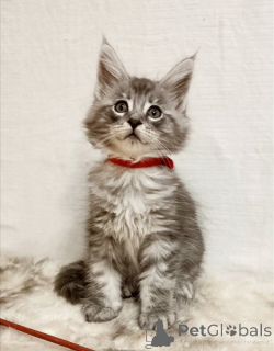 Photo №1. maine coon - for sale in the city of GENESTROO | 361$ | Announcement № 178738