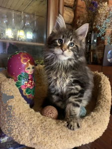 Photo №4. I will sell maine coon in the city of Ногинск-9. from nursery - price - negotiated