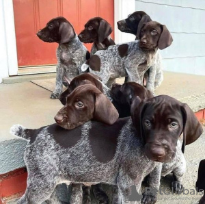 Photo №3. German Shorthaired puppies for adoption. Germany