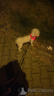 Photo №1. Mating service - breed: maltese dog. Price - Is free