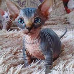 Photo №2 to announcement № 135769 for the sale of sphynx cat - buy in Germany 