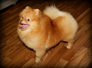 Photo №1. pomeranian - for sale in the city of Petrozavodsk | 373$ | Announcement № 4025