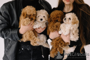 Photo №1. poodle (toy) - for sale in the city of Prague | 1902$ | Announcement № 44596