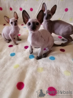 Photo №2 to announcement № 30004 for the sale of cornish rex - buy in Germany private announcement