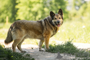 Photo №3. Glutton Javier is looking for a sofa and a loving heart.. Russian Federation