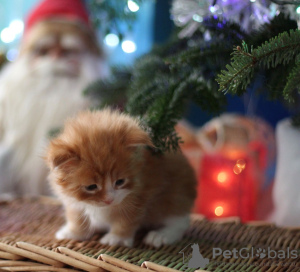 Photo №2 to announcement № 76621 for the sale of maine coon - buy in Netherlands private announcement, from nursery