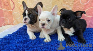 Photo №1. french bulldog - for sale in the city of Штутгарт | 380$ | Announcement № 128247