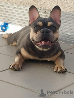 Additional photos: Cute French bulldog puppies.