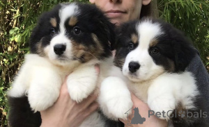Photo №1. australian shepherd - for sale in the city of Aarbergen | 329$ | Announcement № 147551