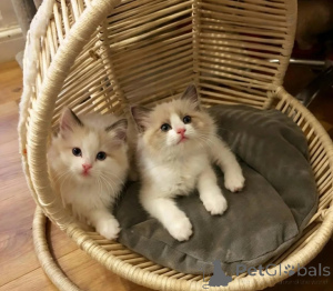 Photo №1. ragdoll - for sale in the city of Kleinmachnow | 361$ | Announcement № 178182