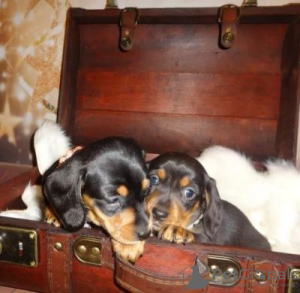 Photo №1. dachshund - for sale in the city of Гамбург | 211$ | Announcement № 124494