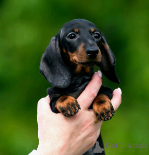 Photo №1. dachshund - for sale in the city of Barendrecht | negotiated | Announcement № 170486