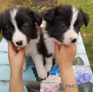 Photo №1. border collie - for sale in the city of Paris | negotiated | Announcement № 98328