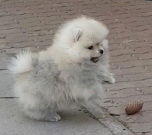 Photo №1. german spitz - for sale in the city of St. Petersburg | 195$ | Announcement № 3333
