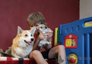 Photo №3. Welsh corgi puppy. Germany