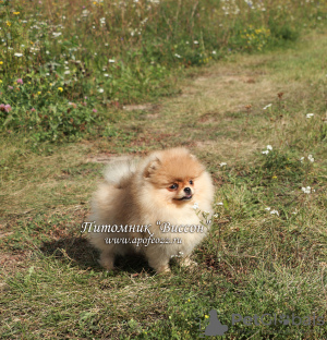 Photo №1. pomeranian - for sale in the city of Москва | negotiated | Announcement № 6519