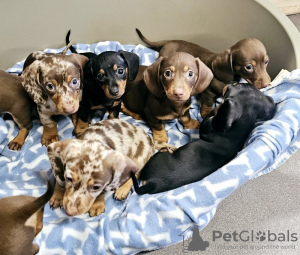 Photo №1. non-pedigree dogs - for sale in the city of New York Mills | 360$ | Announcement № 112785