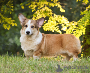 Photo №1. welsh corgi - for sale in the city of Dnipro | 1005$ | Announcement № 12238
