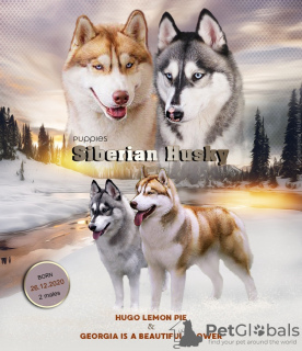 Photo №2 to announcement № 11608 for the sale of siberian husky - buy in Russian Federation breeder