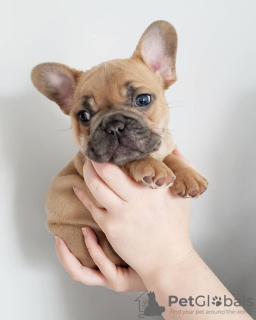 Photo №3. French bulldogs. United States