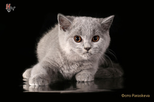 Photo №1. british shorthair - for sale in the city of St. Petersburg | negotiated | Announcement № 1659