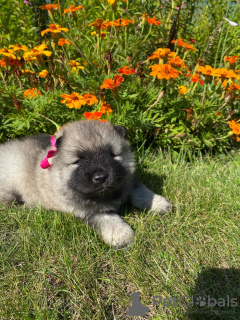 Photo №2 to announcement № 7471 for the sale of german spitz - buy in Russian Federation breeder