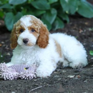 Photo №2 to announcement № 172242 for the sale of poodle (toy) - buy in Germany private announcement