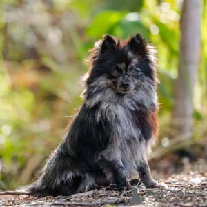 Photo №4. I will sell pomeranian in the city of Warsaw. breeder - price - negotiated