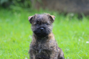 Photo №1. cairn terrier - for sale in the city of Severodvinsk | negotiated | Announcement № 3110