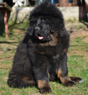 Photo №2 to announcement № 6211 for the sale of tibetan mastiff - buy in Ukraine breeder