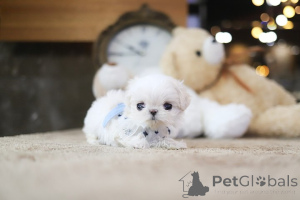 Photo №1. maltese dog - for sale in the city of Beverly Hills | negotiated | Announcement № 154084