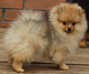 Photo №1. pomeranian - for sale in the city of Москва | 325$ | Announcement № 1393