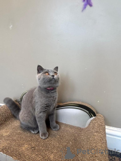 Photo №2 to announcement № 173815 for the sale of british shorthair - buy in United Kingdom private announcement, breeder