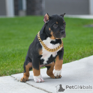 Photo №3. American Pit Bull Terrier Puppies for Sale. United States