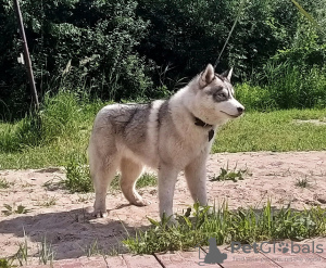Photo №1. siberian husky - for sale in the city of Voronezh | 675$ | Announcement № 11609