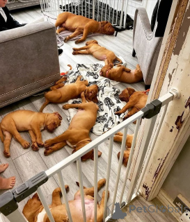 Photo №2 to announcement № 174984 for the sale of dogue de bordeaux - buy in Germany private announcement