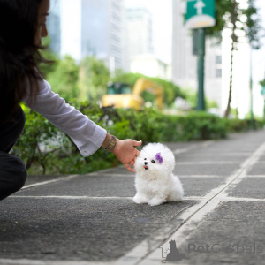 Photo №2 to announcement № 138646 for the sale of bichon frise - buy in United Kingdom 