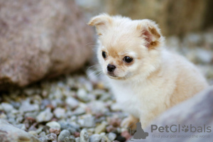 Photo №2 to announcement № 8075 for the sale of chihuahua - buy in Belarus from nursery