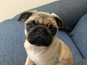 Photo №4. I will sell  in the city of Berlin.  - price - 612$