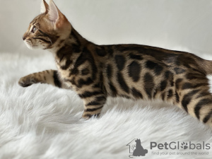 Photo №1. bengal cat - for sale in the city of Антверпен | negotiated | Announcement № 100956